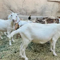 فروش دو راس بز سانن نژاد