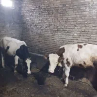 فروش دو راس گوساله
