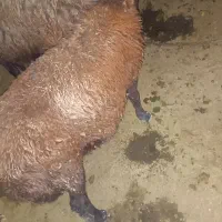 ده راس بره افشاری نر و ماده