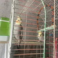 یک جفت عروس هلندی سخنگو