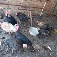 بوقلمون ماده
