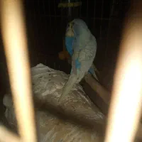 چند جفت مرغ عشق با جوجه و تخم