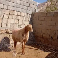 مغان درج یک|حیوانات مزرعه|صحنه, |دیوار