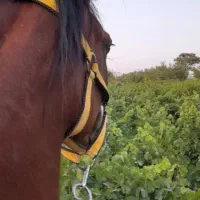 مادیان ۵ نشون،۴ قلم سفید،پیشانی سفید،سر و دم گیر|اسب و تجهیزات اسبسواری|رباطکریم, انجم آباد|دیوار