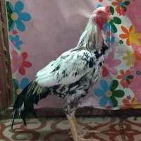 خروس فروشی همه چیز سالم