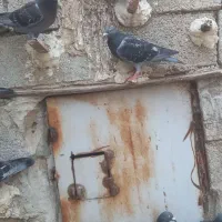 کبوتر خارجی