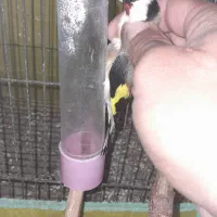 ۴ عددسهره نر