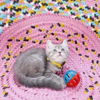 گربه های زیبا