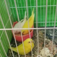 چهار تا جوجه مرغ عشق نژاد خوب|پرنده|نیشابور, ده حلاج|دیوار