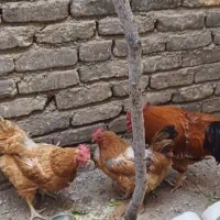 فروش دو عدد مرغ خانگی