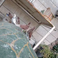 فنچ و کفتر روزگاری مفتت