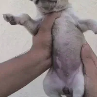 توله سگ پیت بول|سگ|ماهدشت, |دیوار