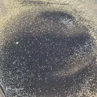 فروش بذر تره وارزن