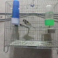 سهره کرمانشاهی بخون مست