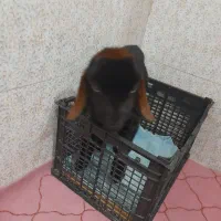 بزغاله شیری