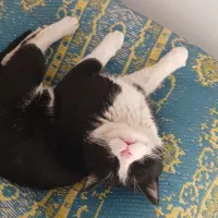 گربه بی پناه