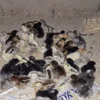 جوجه