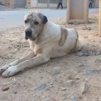 سگ آلبای نر 10میلیون|سگ|انبارآلوم, |دیوار