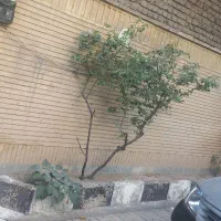 خانه حیاطدار،120متر،ویلایی،افرادپرجمعیت اجاره میدم|اجارهٔ خانه و ویلا|کرج, کمال‌شهر|دیوار