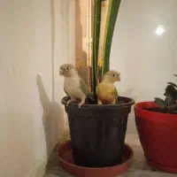 گرینچیک فوق دستی|پرنده|نجفآباد, حومه نجف آباد|دیوار