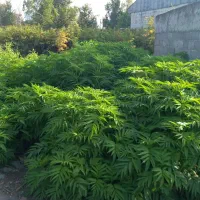 زمین|فروش زمین و ملک کلنگی|رشت, دیلمان|دیوار
