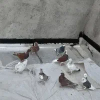 جوجه کبوتر