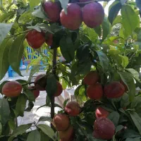 فروش باغ ویلا واجاره شهرابریشم|اجارهٔ کوتاه‌مدت ویلا و باغ|ابریشم, |دیوار