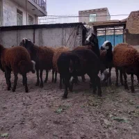 بره‌نر‌آماده‌پروار‌بندی‌‌به‌شرط‌‌سلامت‌کامل‌