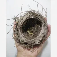 جوجه‌ قناری لپ سفید