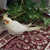 عروس هلندی لوتینو (زعفرانی)