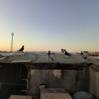 سلام 16حیون پرشی به زمانت حیوان شب روز ندارن