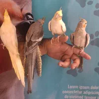 جوجه های عروس هلندی رام و دستی چلوندنی 2 ماهه|پرنده|تهران, تهرانپارس شرقی|دیوار