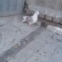 نر پلنگ|پرنده|خرم‌آباد, |دیوار