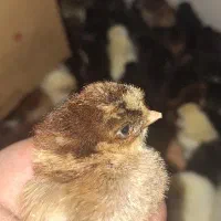 جوجه محلی و اردک