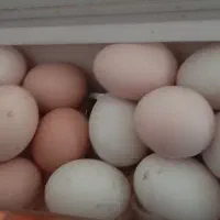 تخم مرغ محلی