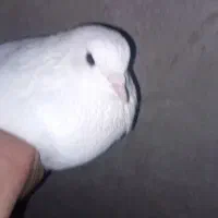 دونه ای ۴۰۰|پرنده|مسجد سلیمان, |دیوار