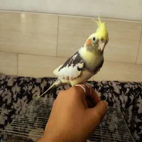 عروس هلندی