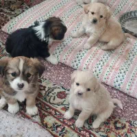 پت های زیبا دوماه واگذاری