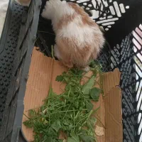 خرگوش ماده|موش و خرگوش|مریوان, |دیوار