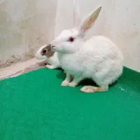 یک عدد خرگوش سفید