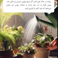 به گیاهت جونِ دوباره بده|گل و گیاه طبیعی|قم, سراجه|دیوار