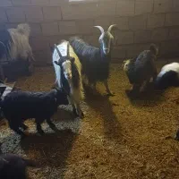 بز و بزغاله|حیوانات مزرعه|لواسان, |دیوار