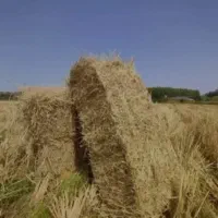 کاه /سرچینا