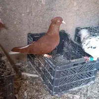 زرددم سفیدخال سیاه باسورخ