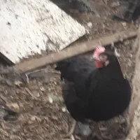 مرغ سیاه   سالم   تخم گزار   وزن  خوب