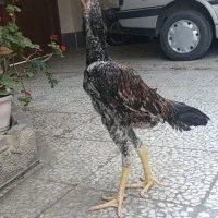 جوجه خروس اوشامو آلمانی