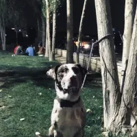 سگ نر دو رگه