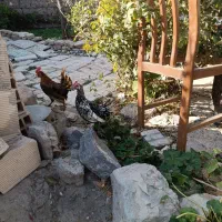 مرغ خروس مینیاتوری|حیوانات مزرعه|جغتای, |دیوار