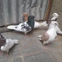 چند عدد رنگه معاوضه با جوجه آلمانی