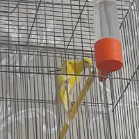 قناری یکسر جیبر ماده آماده